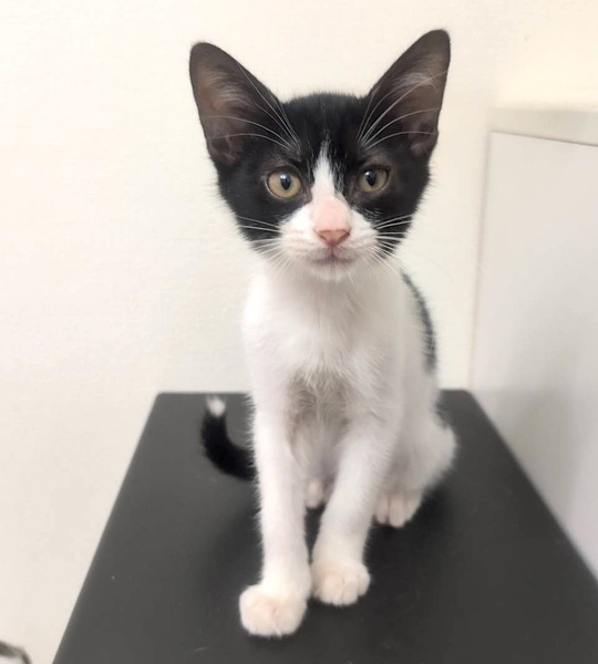 10/19東日本橋】ハチワレ子猫隊❤️うし雄くん｜いつでも里親募集中