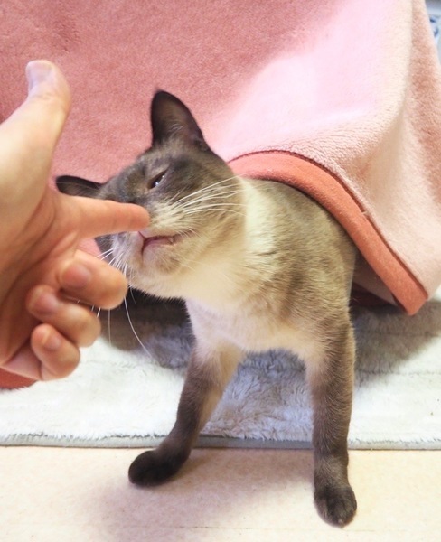里親情報詳細 いつでも里親募集中 里親情報詳細 いつでも里親募集中