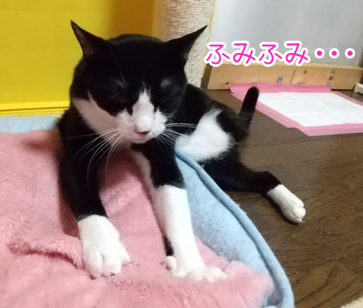 里親情報詳細 いつでも里親募集中 里親情報詳細 いつでも里親募集中