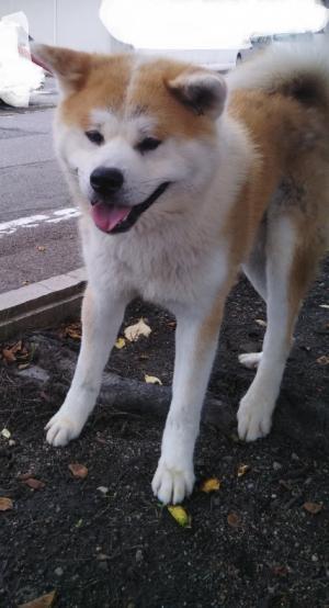 秋田犬１歳 オス いつでも里親募集中