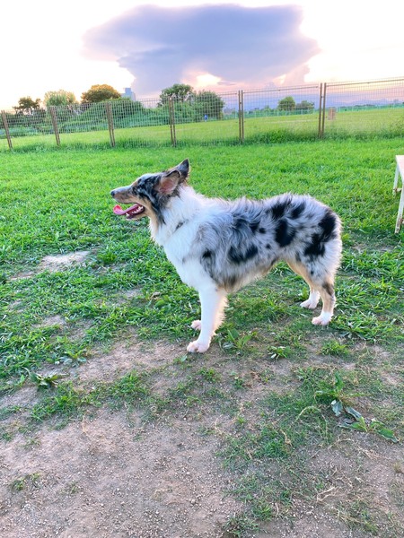 里親情報詳細 いつでも里親募集中