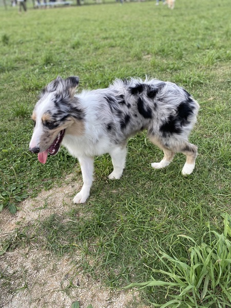 里親情報詳細 いつでも里親募集中