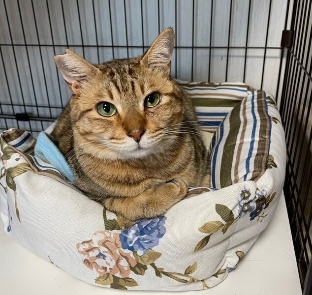 里親情報詳細｜いつでも里親募集中