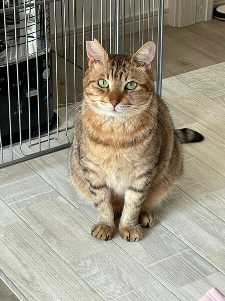 里親情報詳細｜いつでも里親募集中