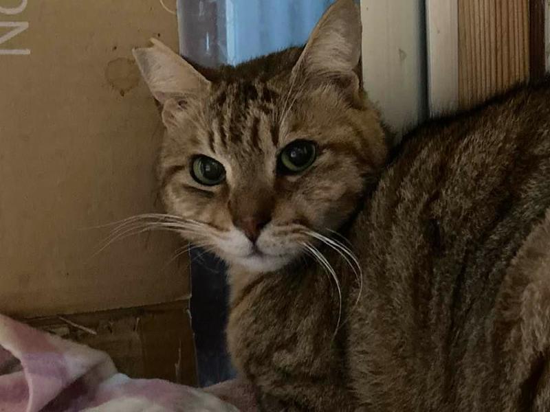 里親情報詳細|いつでも里親募集中