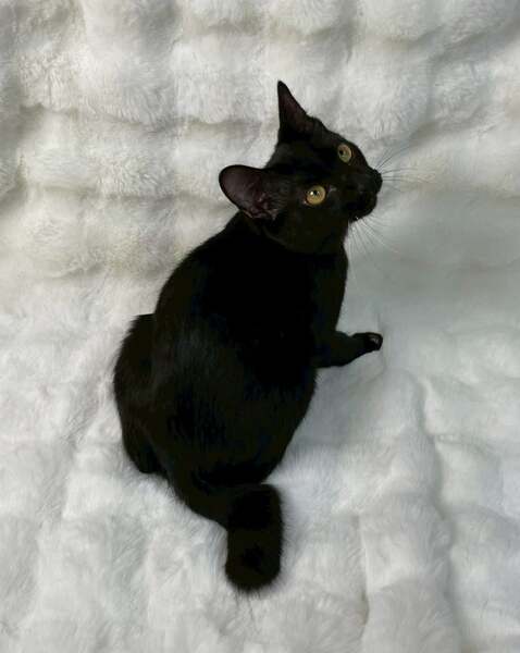 10/26譲渡会出場にゃんず 黒子猫♂@約4ヶ月(仮名)アルミン君