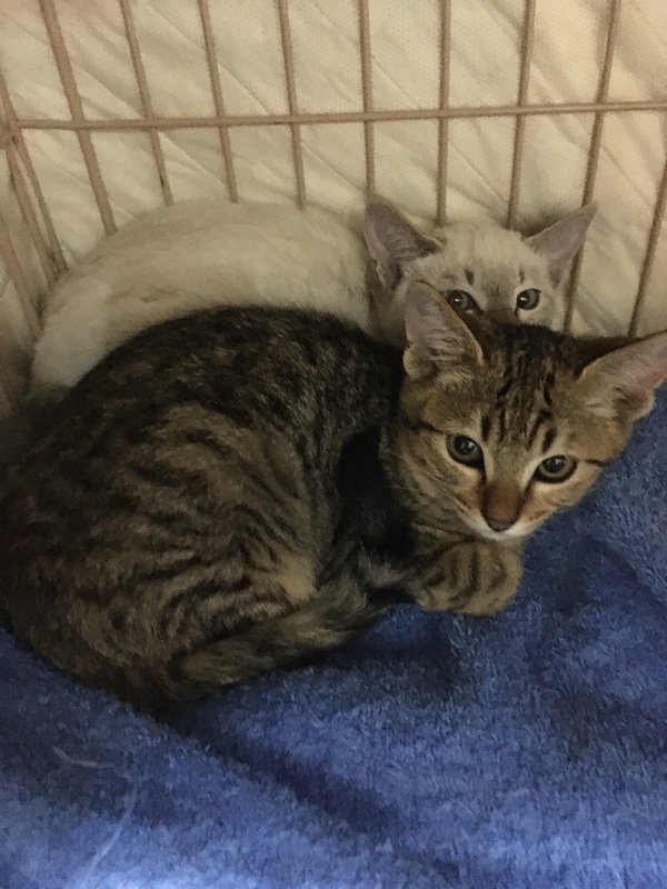 里親情報詳細 いつでも里親募集中