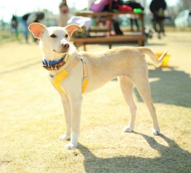 里親情報詳細 いつでも里親募集中