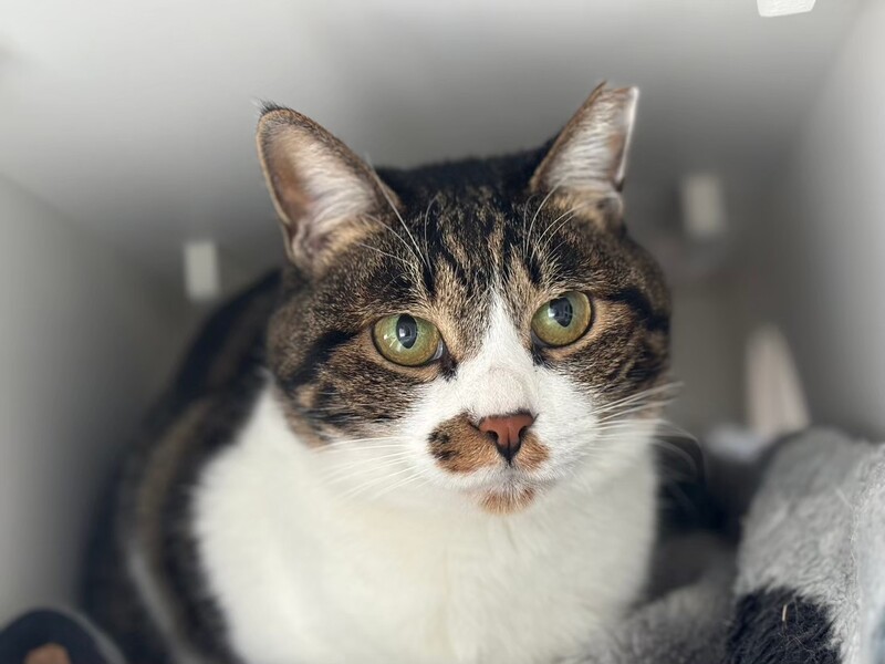 ハチワレ白キジねこちゃん｜いつでも里親募集中