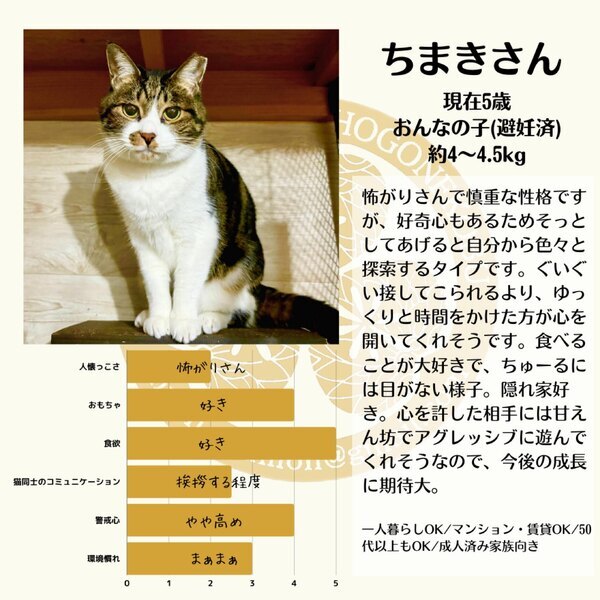 ハチワレ白キジねこちゃん｜いつでも里親募集中
