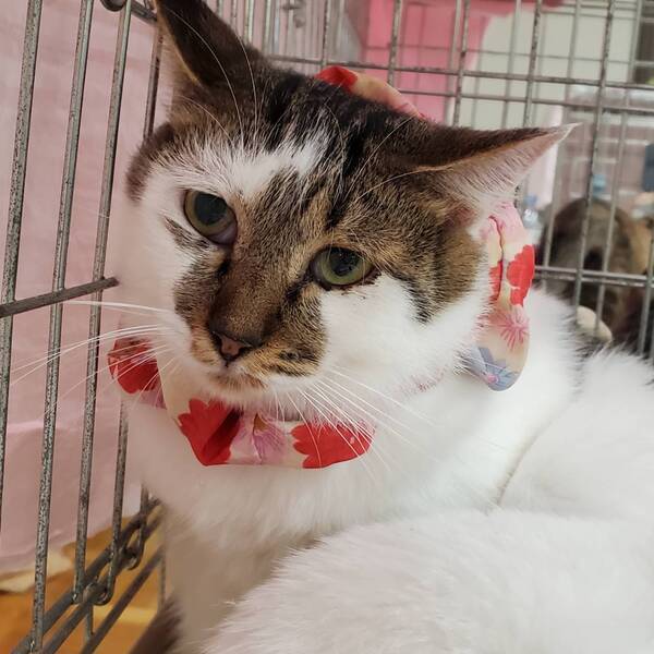 3/1東日本橋】穏やかな猫さん♡ジュンママちゃん｜いつでも里親募集中