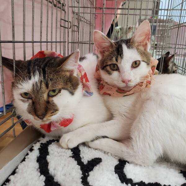 3/1東日本橋】穏やかな猫さん♡ジュンママちゃん｜いつでも里親募集中