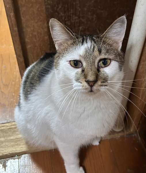 3/1東日本橋】穏やかな猫さん♡ジュンママちゃん｜いつでも里親募集中