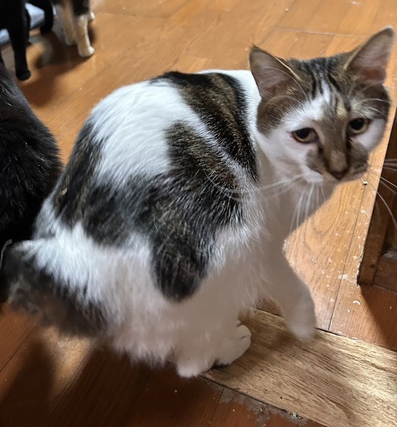 3/1東日本橋】穏やかな猫さん♡ジュンママちゃん｜いつでも里親募集中