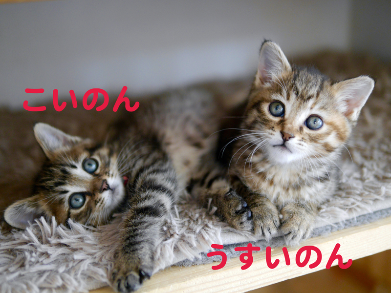 里親情報詳細 いつでも里親募集中