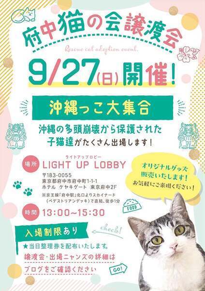 子猫（他の方は購入ご遠慮願います） 8/9譲渡会出場にゃんず 三毛子猫♀@約4ヶ月(仮名)アイレスちゃん