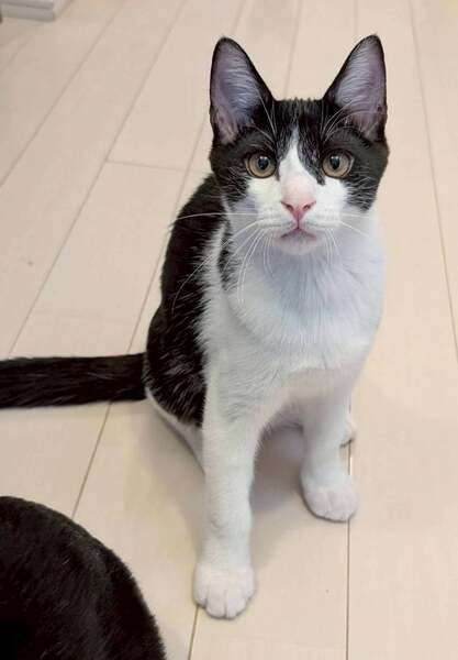 ねこさま専用♡ ONEKOSAMA OINUSAMA 猫 キャットタワー 据え置き おしゃれ ねこ