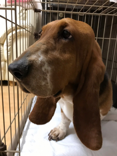 募集中♀バセットハウンド 4才 コハゼちゃん｜いつでも里親募集中