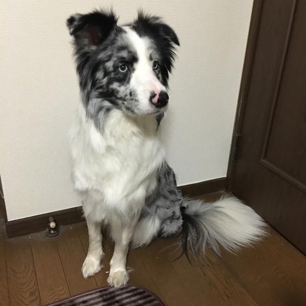 里親情報詳細 いつでも里親募集中 里親情報詳細 いつでも里親募集中