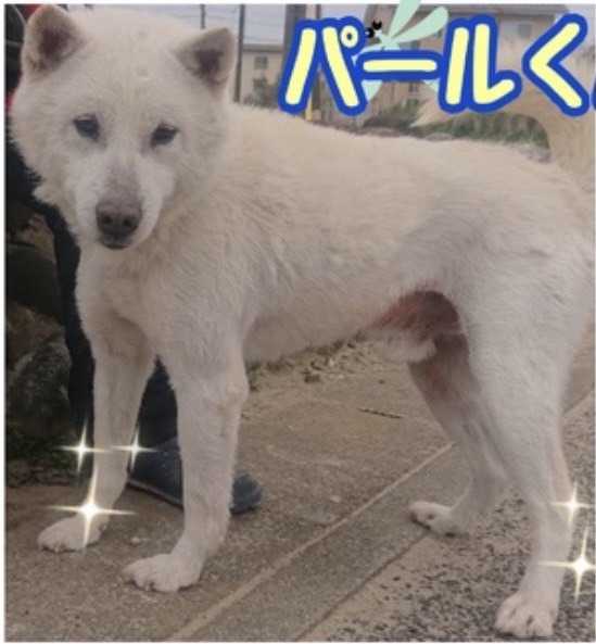 里親情報詳細 いつでも里親募集中 里親情報詳細 いつでも里親募集中