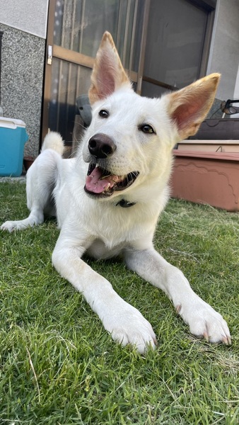 元気な白犬男の子、ずっとのお家募集中!|いつでも里親募集中