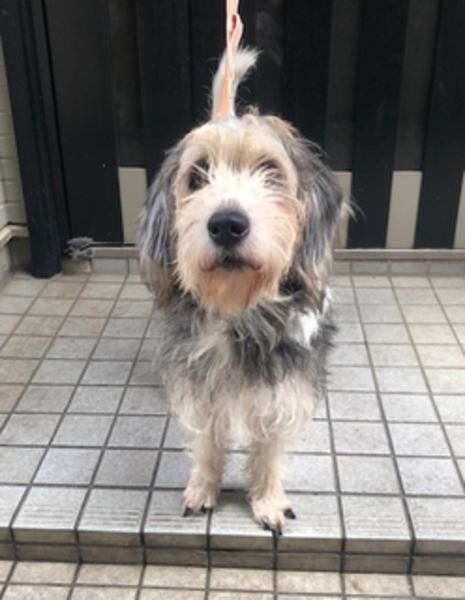 里親情報詳細 いつでも里親募集中