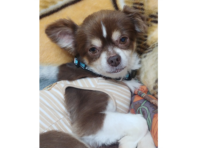 里親情報詳細 いつでも里親募集中