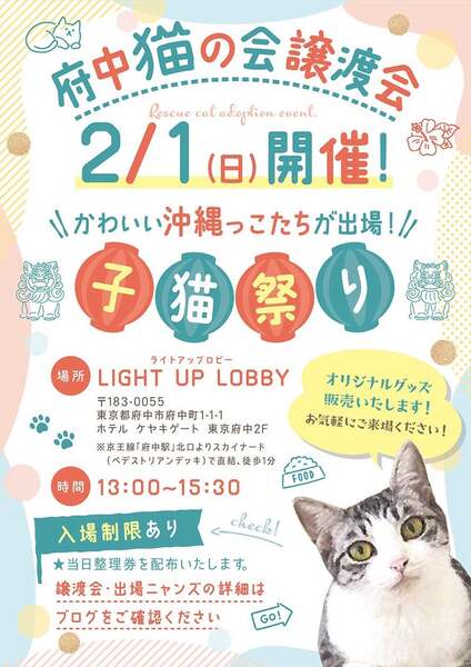 2/1譲渡会出場にゃんず 茶トラ子猫♀@約4ヶ月(仮名)ミラちゃん