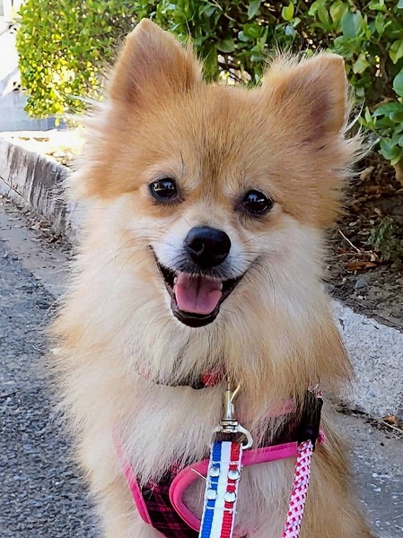 ☆受付☆ポメラニアン 62083 ポメラニアン - YouTube