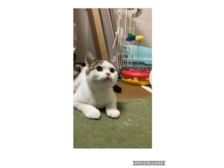 プロフィール いつでも里親募集中 プロフィール いつでも里親募集中
