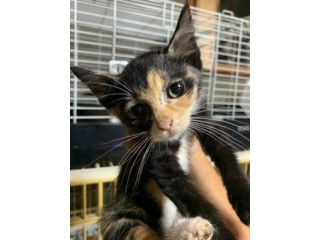 プロフィール いつでも里親募集中