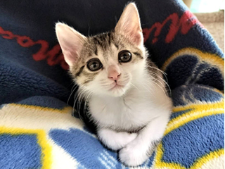 キャットみぃちゃん　画像1 + 8 ルミナス＊ストリート／ 1／6 Mii(みい) HUG Mii！(Black Cat ver