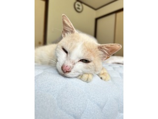 生後２ヶ月♡チンチラシルバー♡子猫ちゃん♡アートドール♡ぬいぐるみ♡ チンチラシルバー子猫ちゃん♡アイラインくっきり美人ちゃん