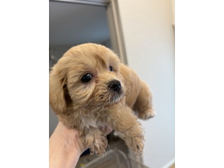 マルプーちゃん｜いつでも里親募集中