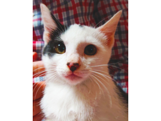 里親さんを待っている動物たち｜いつでも里親募集中
