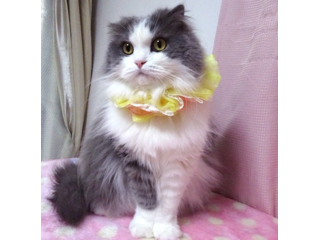 プロフィール｜いつでも里親募集中