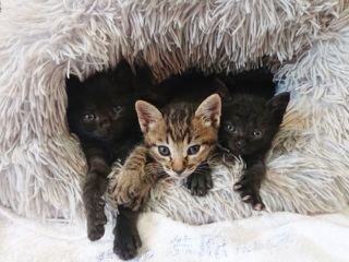 里親さんを待っている動物たち いつでも里親募集中 里親さんを待っている動物たち いつでも里親募集中