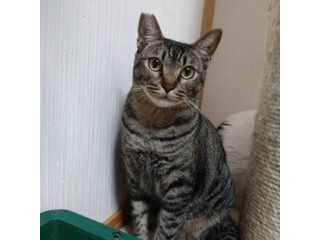 里親さんを待っている動物たち｜いつでも里親募集中