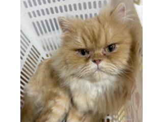 エキゾチックショートヘア｜いつでも里親募集中
