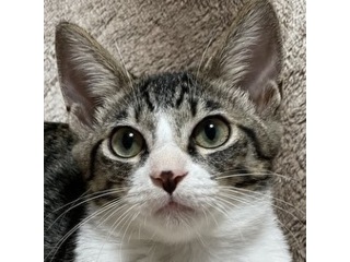 里親さんを待っている動物たち｜いつでも里親募集中