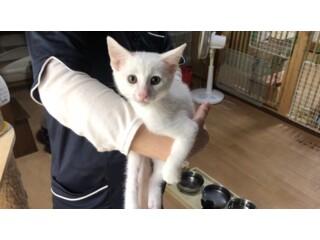 甘えん坊で活発 スフィンクスの子猫 いつでも里親募集中