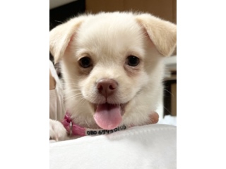 プロフィール いつでも里親募集中