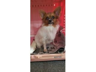 里親さんを待っている動物たち いつでも里親募集中 里親さんを待っている動物たち いつでも里親募集中