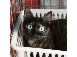ラリック猫 ネコのクリスタル 里親募集 銀