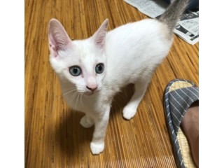 里親さんを待っている動物たち|いつでも里親募集中