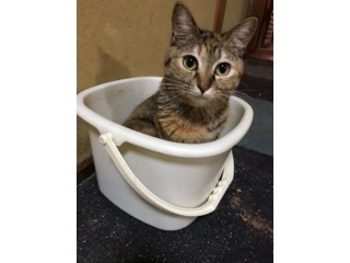 プロフィール いつでも里親募集中