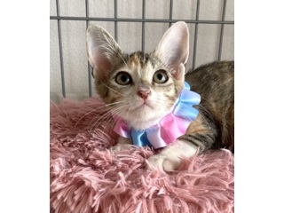 Top 9 猫 里親 兵庫 Thư Viện Hỏi đap Top 9 猫 里親 兵庫 Thư Viện Hỏi đap