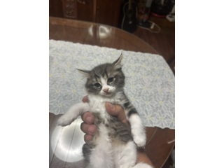生後1ヶ月未満 子猫の里親募集｜いつでも里親募集中