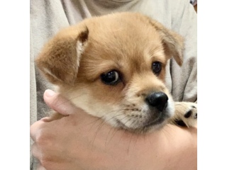 プロフィール いつでも里親募集中 プロフィール いつでも里親募集中