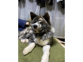 里親情報詳細 いつでも里親募集中